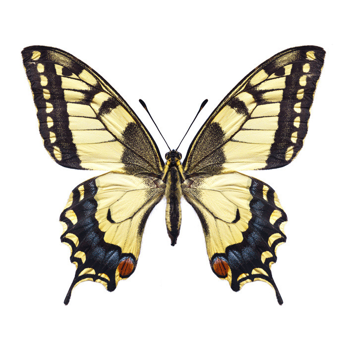 Maria Stijger + Papilio Machaon